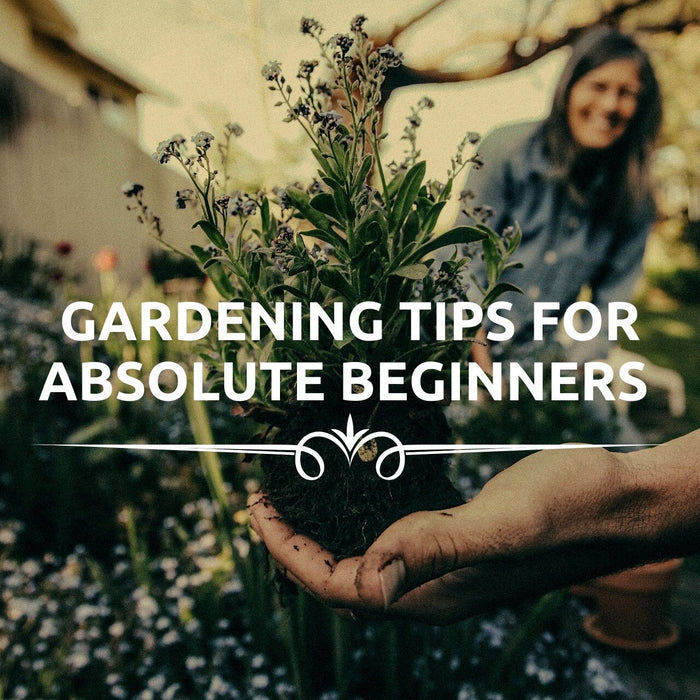 Vegetable Gardening tips for beginners